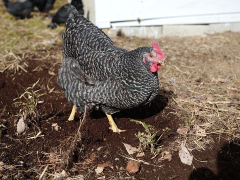 那須ブランド平飼い卵-金乃雫-〈日和・家庭用〉15個(割れ保証込20個)