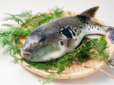 【今だけ！】夏お試しとらふぐセット！