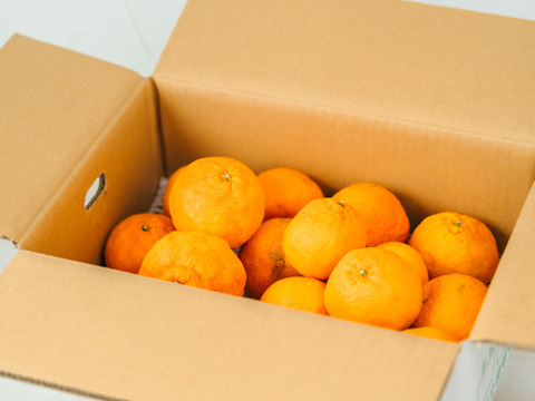 【SDGz訳あり品】段畑デコ(不知火) 2キロ