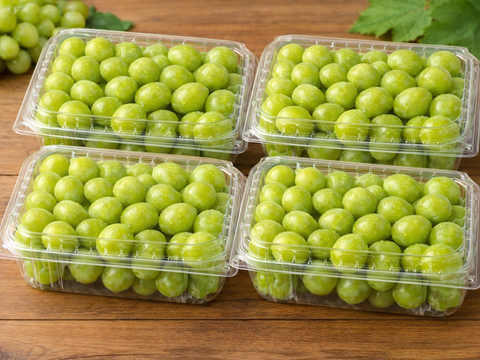 【大容量２㎏】シャインマスカット500ｇ×4パック（ご家庭用｜粒状）