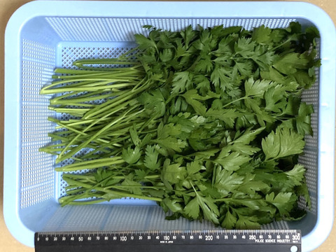 【最短即日出荷】イタリアンパセリ 1kg