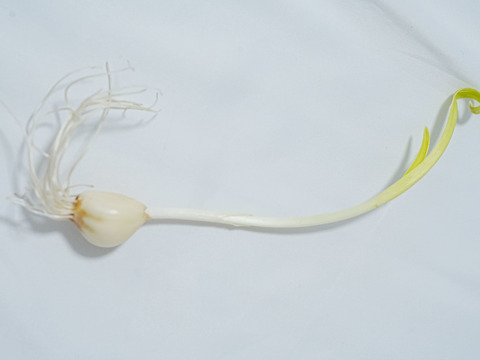 【農薬・肥料不使用】アクアポニックス発芽黄ニンニク10本セット