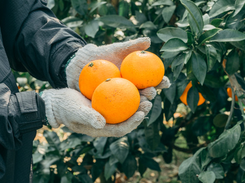 【福袋】大人気2品種　段畑セット「みかん2.6キロ」＋「まどんな600g」こたつで食べたい！みかん・まどんなセット