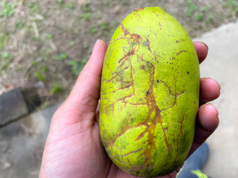 【自然栽培 かりん 2kg(10個以上)】かりんシロップに◎ 多少キズあり