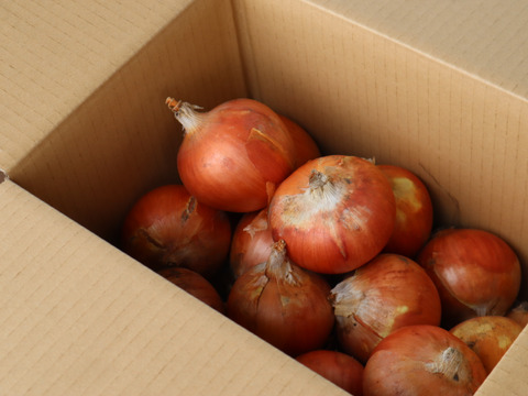 【農薬・化学肥料不使用】【約5キロ】長野伊那谷のたまねぎ