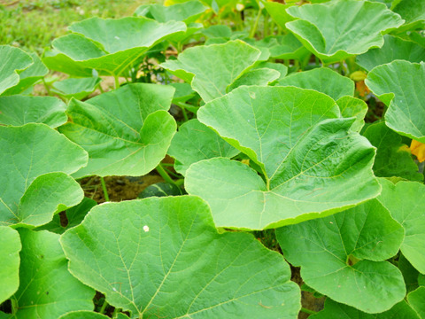 北海道産　農薬不使用かぼちゃ 【グラッセ】 　 5kg