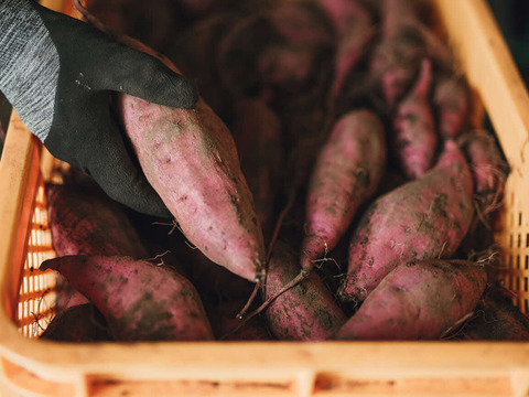 紅はるか　新芋　4,5kg