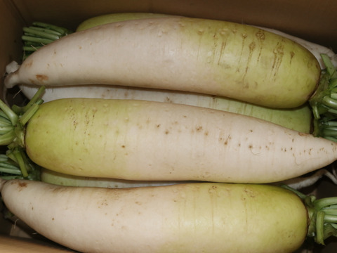 大根（冬自慢）13㎏