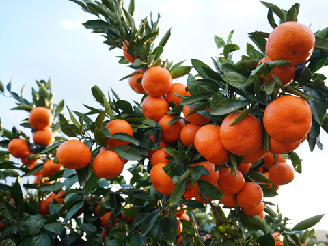 コクのある甘さ！　山下紅　（ご家庭用５㎏）