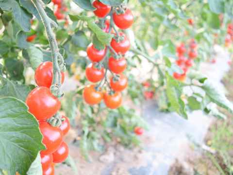 【数量限定】特製ミニトマトジュース【５本セット】