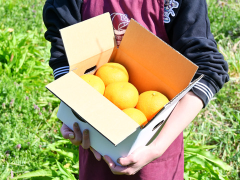 ３月末発送 甘夏【さわやか】甘酸っぱさとちょいほろ苦！和歌山産 お試し約2.6kg 10個前後