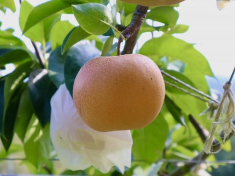 【農薬不使用】自然の甘さ。ほどよい酸味。ガブっとかじって旬の味を感じてください！おいしい梨、豊水（２キロ）７個前後