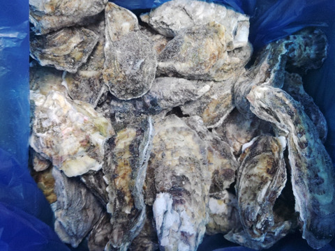 【水産庁補助事業　送料無料】❄️ 生食用４ｋｇ 殻付き 牡蠣 急速凍結 🦪 松島牡蠣屋直送 BBQ・ホームパーティーに！ 🔥 オイスター oyster 貝 😋冷凍牡蠣 貝類 二枚貝【冬ギフト】B