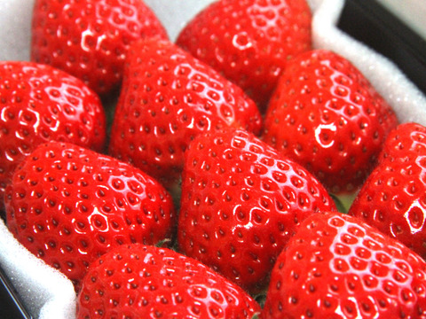 【ご予約商品】【ギフト可】完熟いちご化粧箱入り【24粒～33粒】