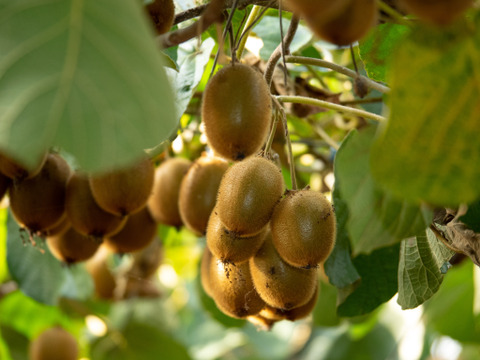 キウイ３種と３種のミニジャムセット：Ｓ箱