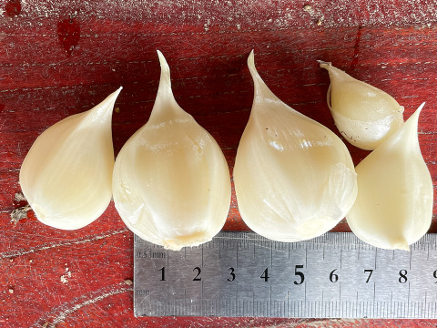 【スタミナ満点！】宮城県産 ジャンボにんにく約1kg  ※栽培期間中農薬不使用