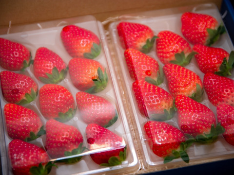 ジュワ旨っ🍓栃木県真岡市のとちあいか 1kgセット