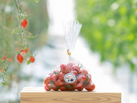 【新春SALE】サクサクミニトマト　フラガール500g×4袋