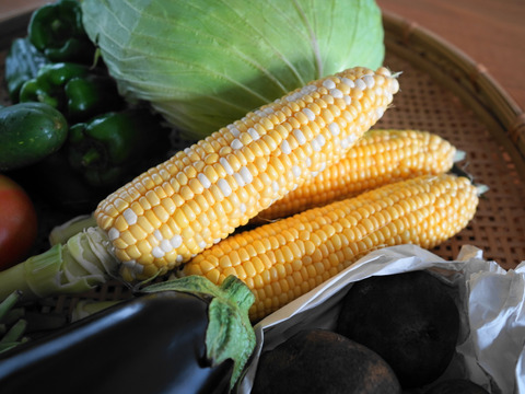 【旬の野菜セット・8種】群馬・六合の伝統野菜や幻の419キャベツ等
