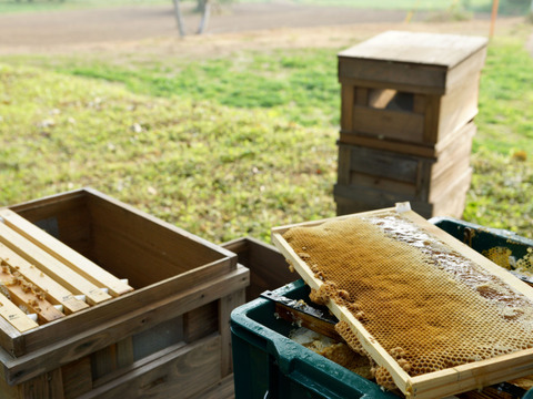 ほろ苦い柑橘系蜂蜜！カラスザンショウ200g入り