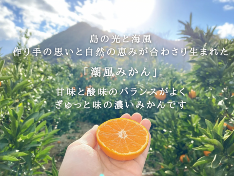 【予約】潮風みかん 5キロ箱　愛媛県・大三島産　ご家庭用S〜L混合