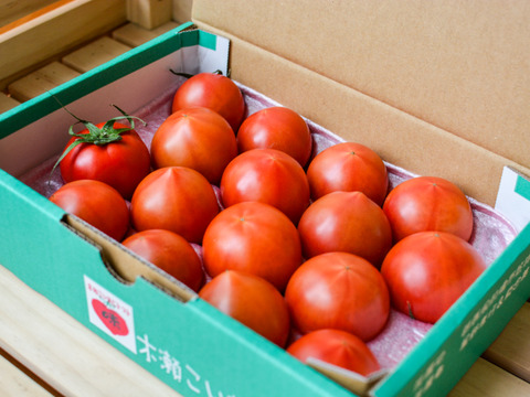《春の限定》旨みたっぷり 高糖度フルーツトマト"木瀬恋味トマト" 1kg