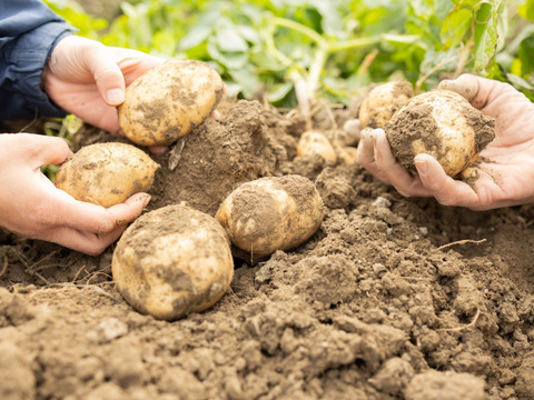 🉐ｾｯﾄ【自然栽培】特大玉ねぎ5kg＋じゃがいも1kg