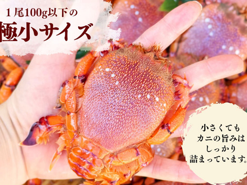【極小アサヒガニ】宮崎県産｜お味噌汁や出汁料理に｜３kg