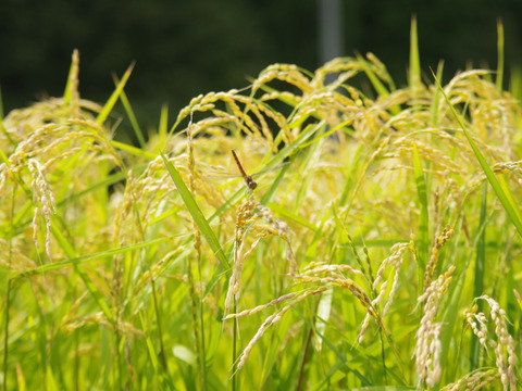もちプチ食感 きらほ玄米 4㎏ ≪特別栽培米≫