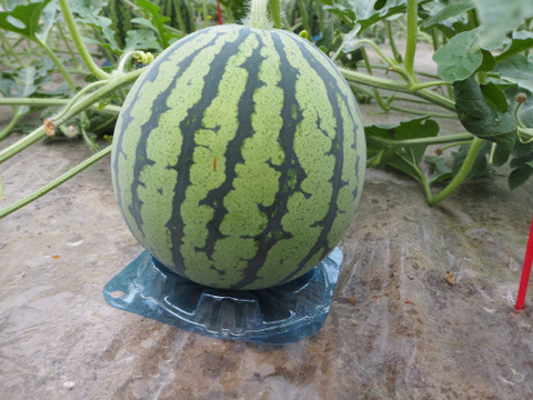 思わず笑顔が溢れる♡驚くほど甘〜い！祭りばやし大玉スイカ【4Lサイズ10〜12キロ/1玉】数量限定！