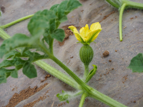思わず笑顔が溢れる♡驚くほど甘〜い！祭りばやし大玉スイカ【4Lサイズ10〜12キロ/1玉】数量限定！