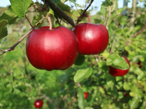 【予約販売】中も赤い！紅の夢 約3kg(7～12個)
