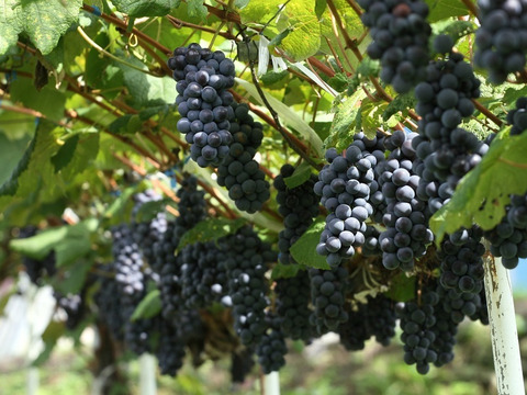 ☆昭和の味☆ 青森県産キャンベル・アーリー 3～7房入 約2kg詰め