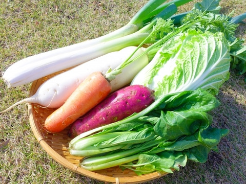1名様向け野菜セット／旬の野菜5種