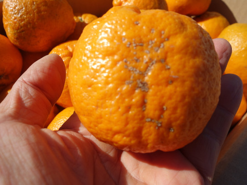 【甘いけど傷もの。訳あって家庭用】びわ屋のポンカン（千々ポンカン）5㎏でお届け