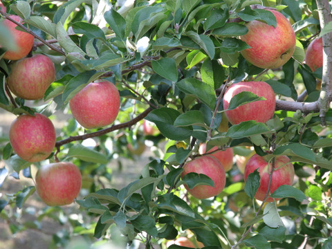 【ストレート】【無添加】濃厚葡萄まる搾りジュース720ｍｌ（砂糖不使用）×1本,
【ストレート】完熟りんごまる搾りジュース720ｍｌ（砂糖不使用）×１本