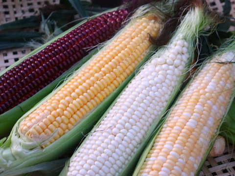 【福袋2025】3種類のとうもろこしの食べ比べ10本入り