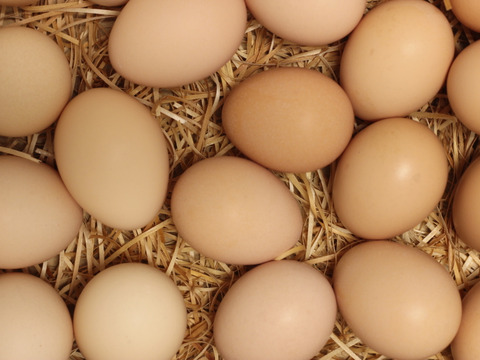 【大寒卵】★★★平飼いで育てた有精卵25個入り★★★
小振りながらも濃厚な土佐ジロー卵 　贈答やギフトにもおすすめ　仁淀ブルーの町いの町からお届け