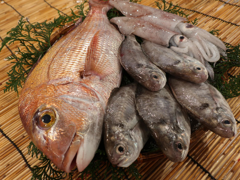 年内限定サザエ2個付 新商品 獲れたて朝出荷 徳島の旬 鮮魚box 3種 徳島県産 食べチョク 農家 漁師の産直ネット通販 旬の食材を生産者直送