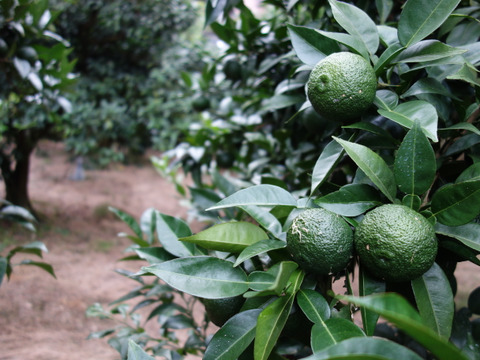 有機JAS 青ゆず３キロ -2025年産-