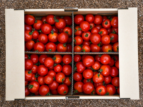 【有機JAS】甘くてジューシーなミニトマト「ほれまる」3kg