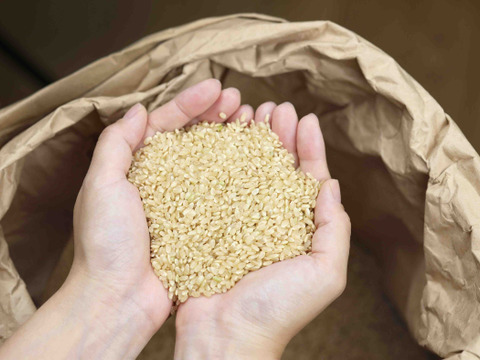 新潟県産コシヒカリ 30kg 新発田産　令和5年 玄米 ☆新米☆【新潟県長岡産】特別栽培コシヒカリ玄米30kg 1等米※お