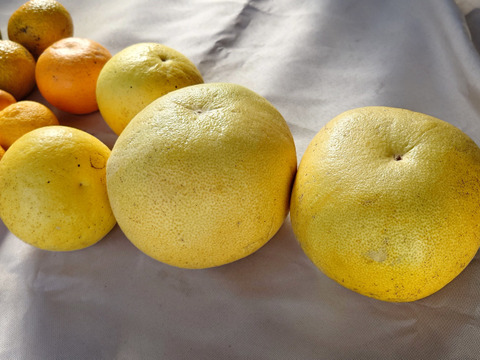 【自然栽培】【柑橘食べ比べ】　６種限定１０セット
