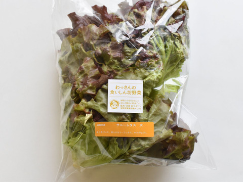 和らぎ農法　サニーレタス　大（1～2玉）