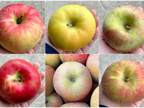 りんご いろいろBOX （2㎏）