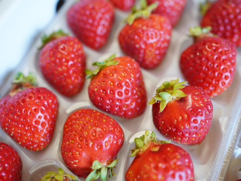 【販売開始】「あまひめ」香り広がるジューシーいちご！ 朝どれ産地直送！信州産