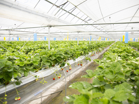 香り豊か！有機いちご「あまおとめ」1kg