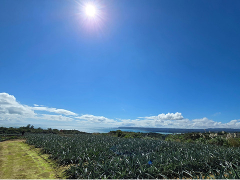甘さ際立つ！沖縄県産『サンドルチェ』🍍　3玉　3.5kg～