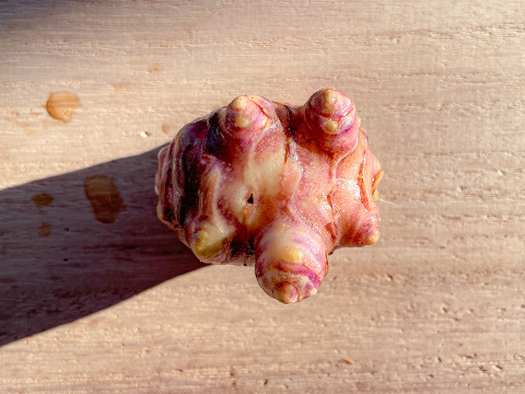 【種芋・今だけ】紅菊芋 種芋5kg 3月〜4月植え付け適期 放任栽培◎