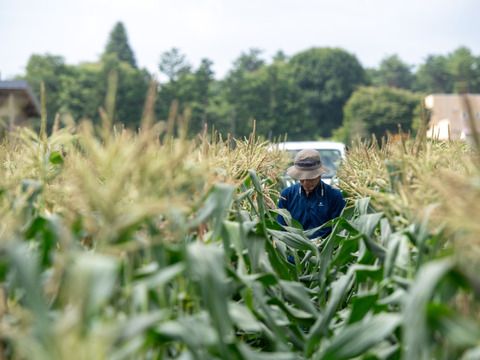 【7～8月出荷】生で食べれる！信州伊那谷のとうもろこし【20本入り】【農薬・化学肥料不使用】